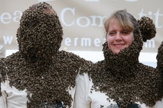 Včely, všade samé včely