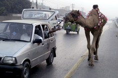 Ťava na prechádzke
