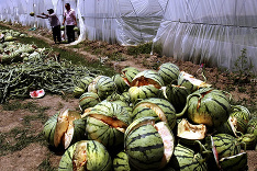 Vybuchujúce melóny