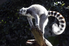 Lemur