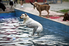Dovolenka pre psíkov