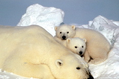 Oddychujúca rodinka