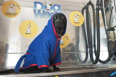 Umyvárka pre psíkov