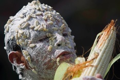 Národný deň kukurice