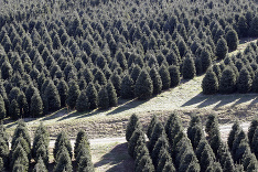 Vianočné stromčeky