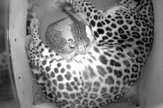 Najohrozenejšia mačka na svete