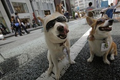 Japonská psia móda