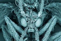 Mucha pod mikroskopom