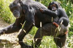 Šimpanz