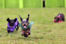 Preteky jazvečíkov