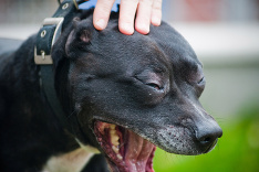 Najlepší priateľ človeka