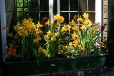 Narcisy na okne
