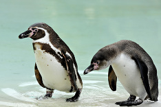 Tučniaci v košickej ZOO