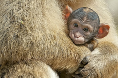 Makaky v nemeckej zoo