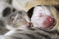 Šteniatko a mačiatko