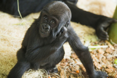Gorilie mláďatko