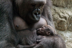 Gorilie mláďa