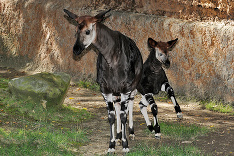 Zvieracie prírastky