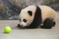 Bao Bao