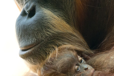 Samička orangutána s mláďatkom