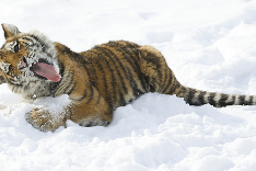 Tigre sa hrajú v snehu