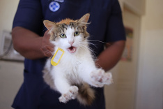 Projekt sterilizácie zvierat