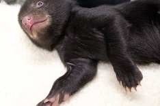 Medvedie mláďatká