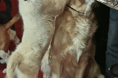 Psíky na konferencii