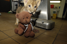 Mláďatká afrického leva