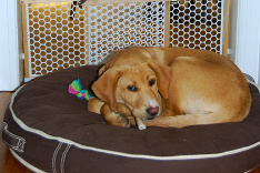 Šteniatko má novú ochrannú bránu