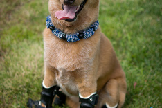 Naki’o, psík s ortézami