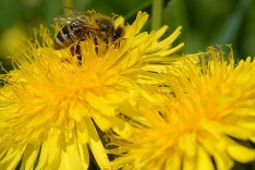 Včela na púpave
