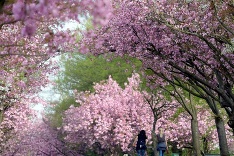 Rozkvitnuté čerešne