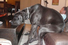 Netradiční chlpáči