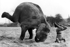 Slon napodobňuje ľudí.