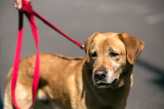 Dojímavé stretnutie námorníka so svojím psíkom.