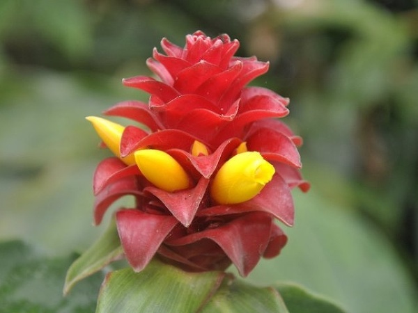 Havajský kvet