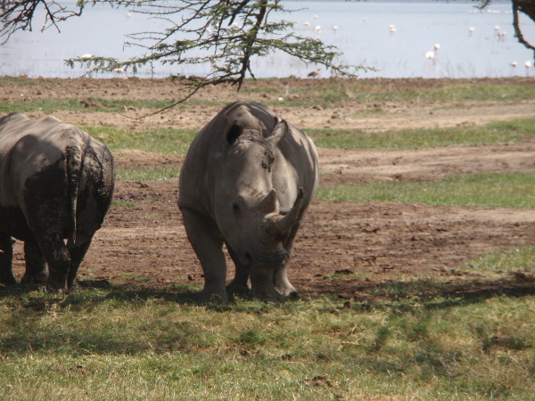 Nosorožce pri jazere Nakuru