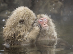 Kúpuce sa japonské opice
