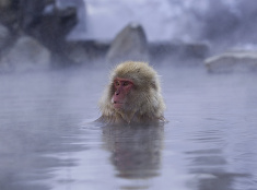 Opice čo sa radi kúpu v termálnych vodách