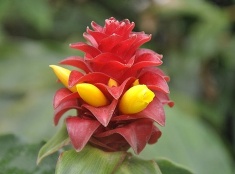 Havajský kvet