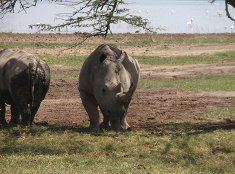 Nosorožce pri jazere Nakuru