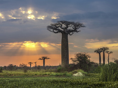 Baobaby týčiace sa k východu slnka 