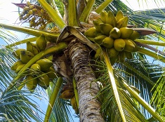 Kokosovník