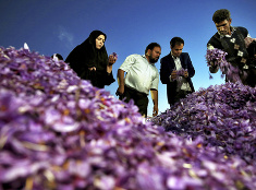 Zber šafranu v Iráne