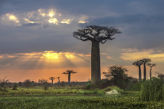 Baobaby týčiace sa k východu slnka 