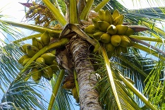 Kokosovník