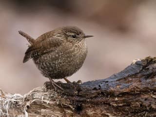 Skrytí obyvatelia našich miest: Čo robia počas zimy vtáky, ryby či ježkovia?
