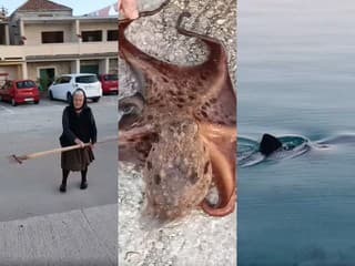 VIDEO roka: Chorvátska starenka lovila chobotnicu, kúsok od nej plával žralok