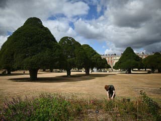Stromy v anglických záhradách umierajú: Klimatická kríza ničí historické pamiatky Británie
